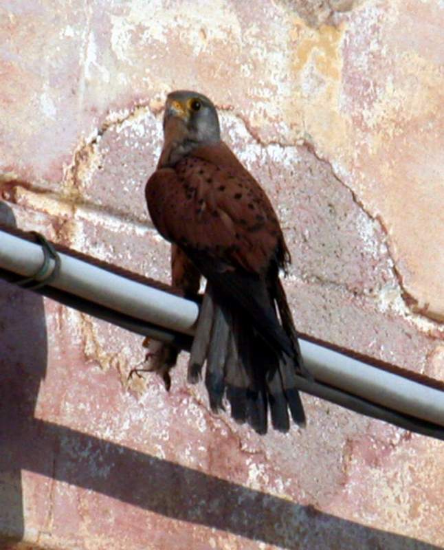 Gheppio falco tinnunculus